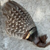 Feather fan for wafting smoke and enhancing the cleansing ritual.