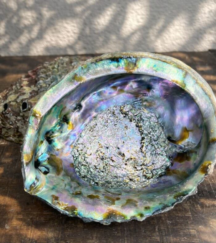 Abalone Shells: Sacred Tools for Smoke Cleansing