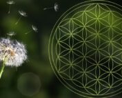 Flower of life